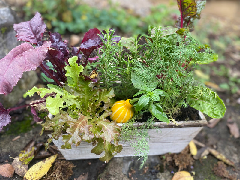 Medium Edible Garden Container Arrangement