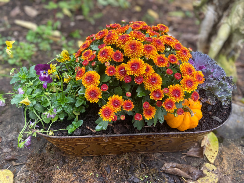 Standard Fall Container Arrangement