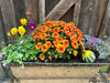 Standard Fall Container Arrangement