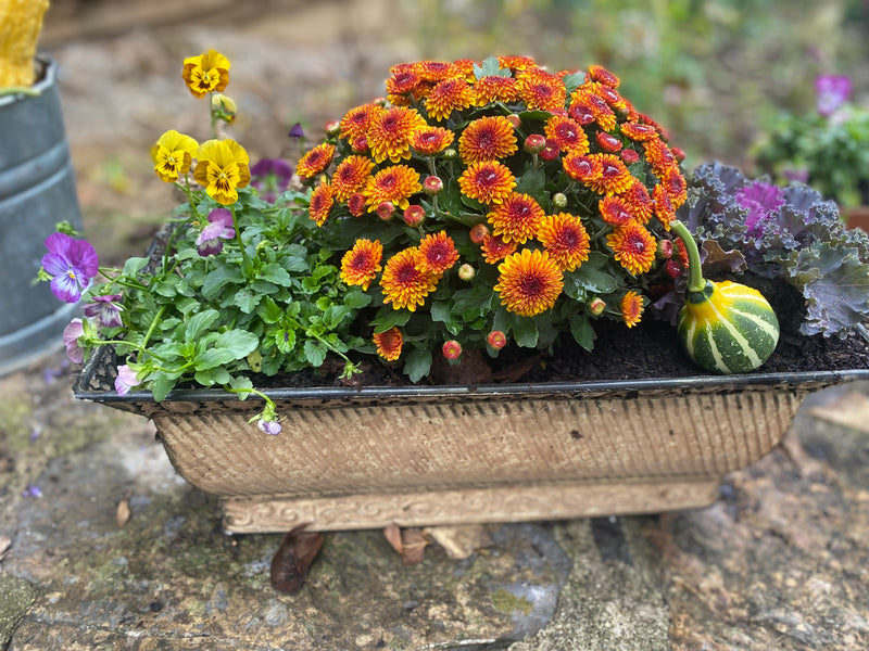 Standard Fall Container Arrangement