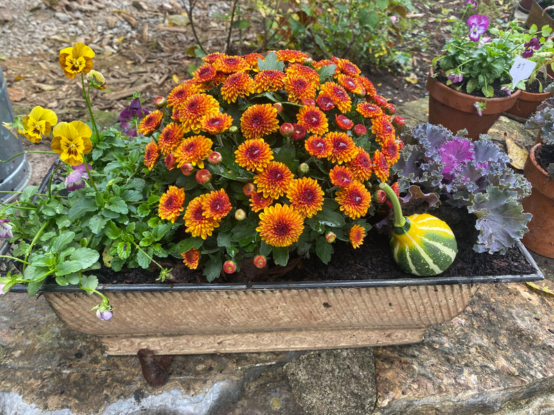 Standard Fall Container Arrangement