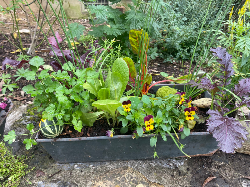 Large Edible Garden Container Arrangement